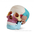 Colored Human Skull Anatomy Model